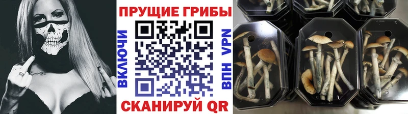 Галлюциногенные грибы Magic Shrooms МЕГА сайт мориарти состав Жердевка